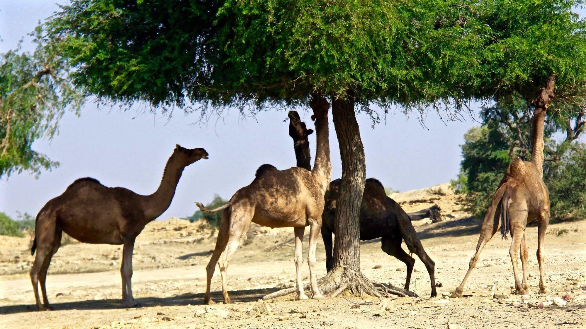 Damodra Desert Camp Jaisalmer Εξωτερικό φωτογραφία